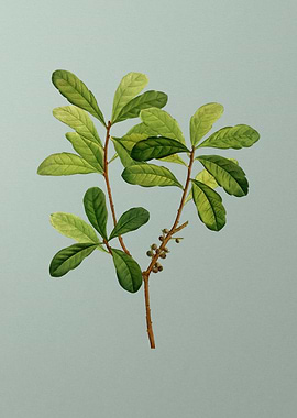 Classic Flower on Green