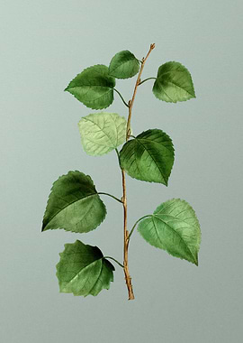 Botanical Drawing on Green