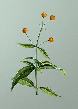 Classic Flower on Green