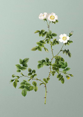 White Sweetbriar Rose