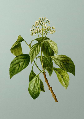 Classic Botanical on Green