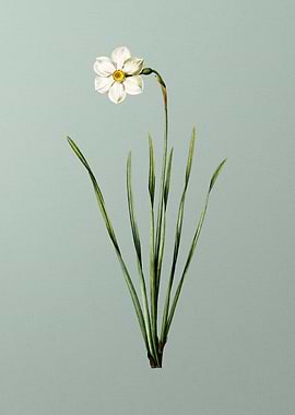 Narcissus Poeticus on Mint