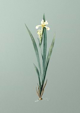 Yellow Banded Iris on Mint