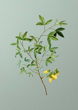 Floral Drawing on Green