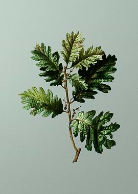 Antique Flower on Green