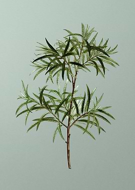 Antique Botanical on Green