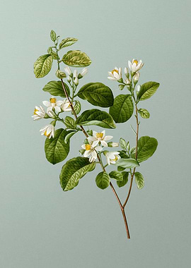 Antique Botanical on Green