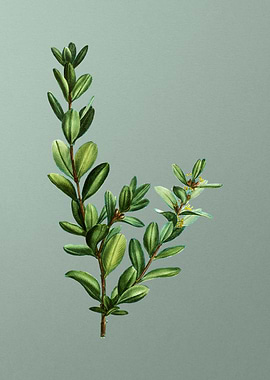 Antique Botanical on Green