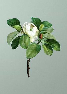 Classic Flower on Green