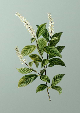 Floral Botanical Flower