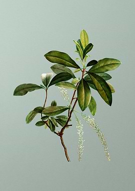 Floral Drawing on Green