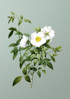 White Rose of Snow on Lime
