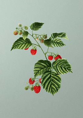 Botanical Drawing on Green