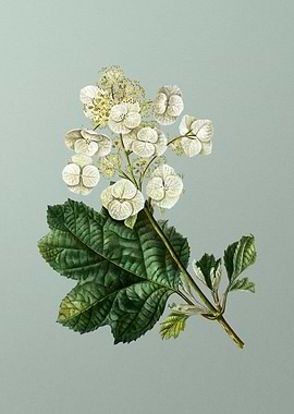 Classic Flower on Green