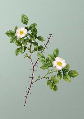 Spiny Leaf Rose of Dematra