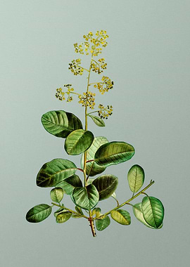 Vintage Flower on Green