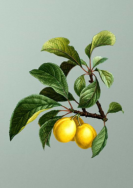 Botanical Drawing on Green