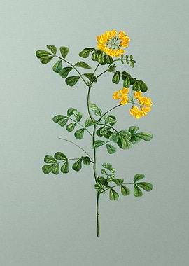 Botanical Drawing on Green