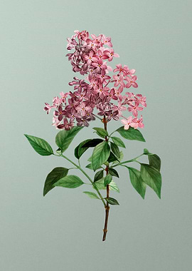 Classic Botanical on Green