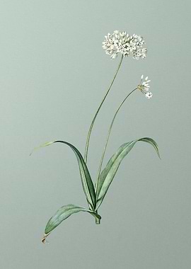 Spring Garlic on Green