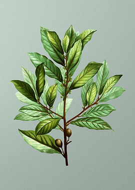 Vintage Botanical on Green