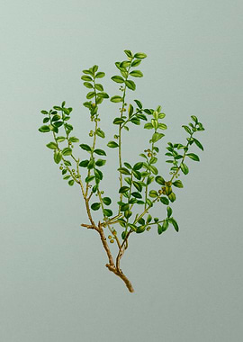 Classic Botanical on Green