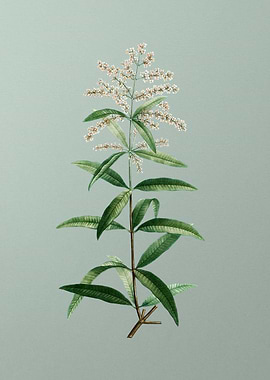 Antique Flower on Green