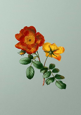 Floral Drawing on Green