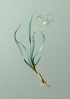 Phalangium Bicolor on Mint