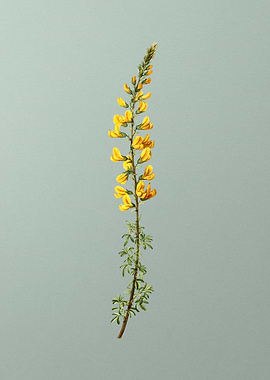 Vintage Botanical on Green