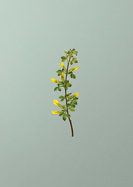 Classic Botanical on Green