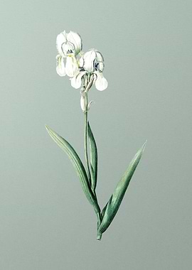 Tall Bearded Iris on Green