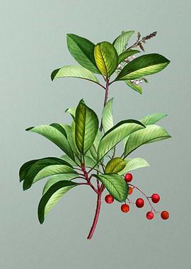 Antique Flower on Green