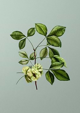 Classic Botanical on Green