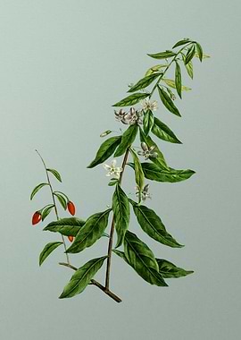 Antique Flower on Green