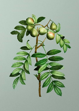 Botanical Drawing on Green