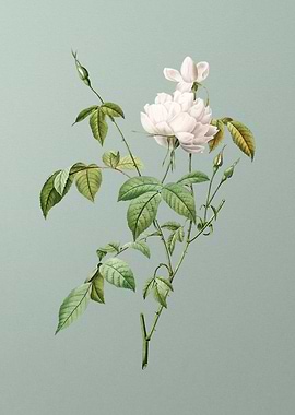 White Bengal Rose on Green