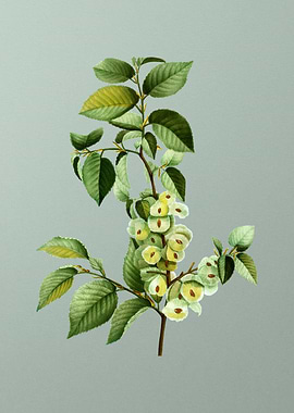 Vintage Flower on Green