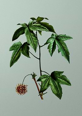 Vintage Botanical on Green