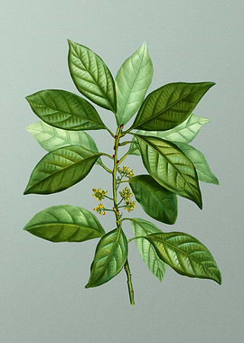 Botanical Drawing on Green