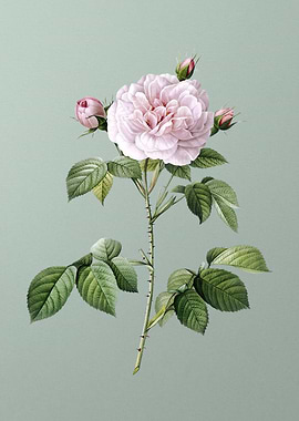 Vintage Rosa Alba on Green