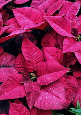 tree christmas happy