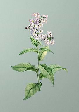 White Gillyflower Bloom