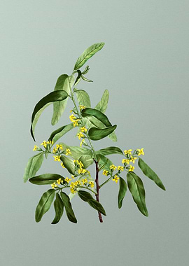 Botanical Drawing on Green