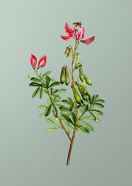 Botanical Drawing on Green