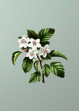 Floral Drawing on Green