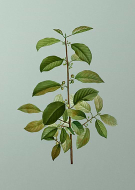 Vintage Botanical on Green