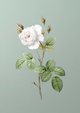 White Misty Rose on Green