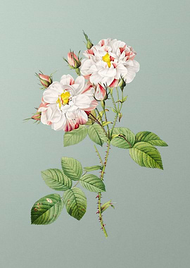 White Damask Rose on Green