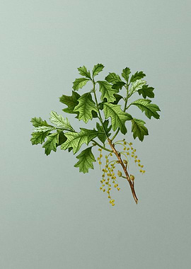 Antique Botanical on Green